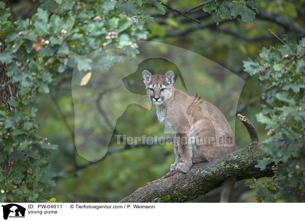 young puma / PW-04611