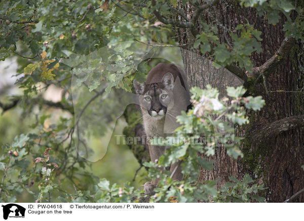 Cougar on the tree / PW-04618