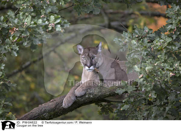 Puma auf dem Baum / Cougar on the tree / PW-04622