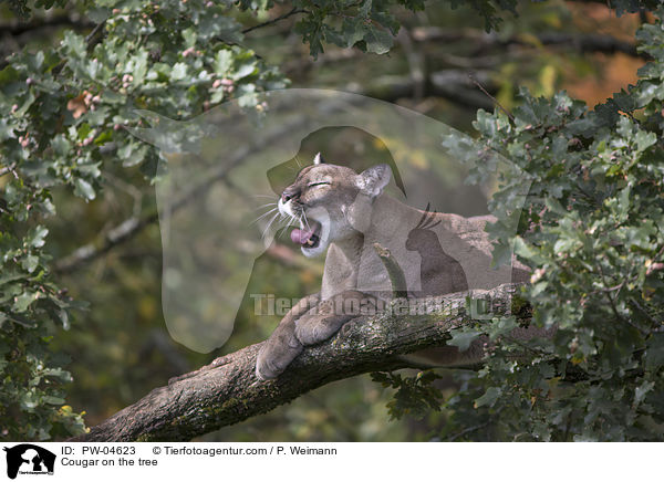 Puma auf dem Baum / Cougar on the tree / PW-04623