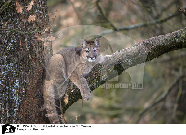 Cougar on the tree / PW-04625