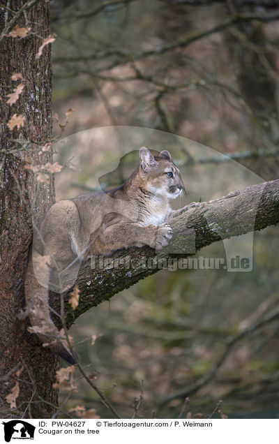 Cougar on the tree / PW-04627