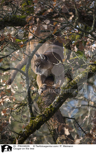 Puma auf dem Baum / Cougar on the tree / PW-04629