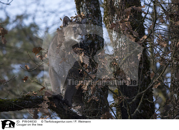 Puma auf Baum / Cougar on the tree / PW-04630