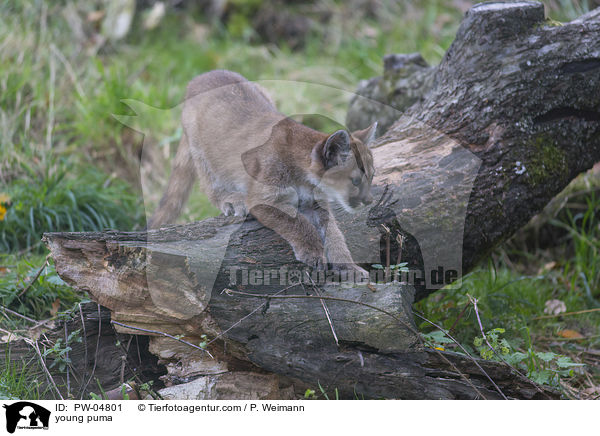 young puma / PW-04801