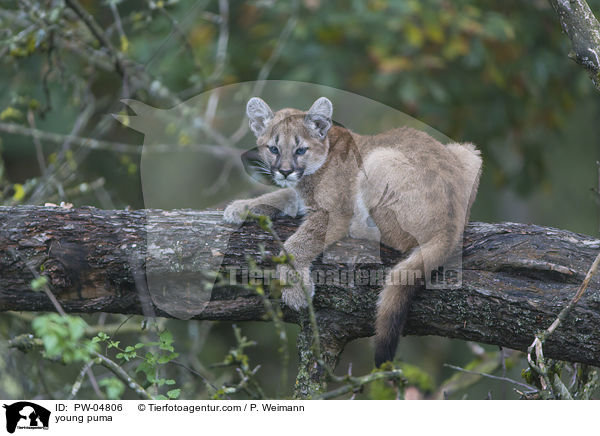 young puma / PW-04806
