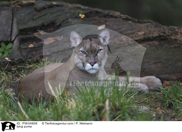 liegender Puma / lying puma / PW-04808