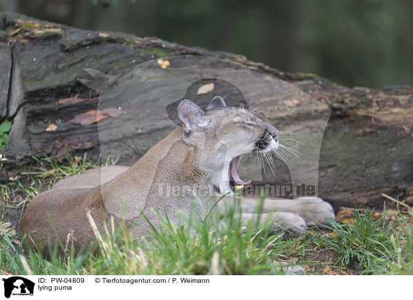 liegender Puma / lying puma / PW-04809
