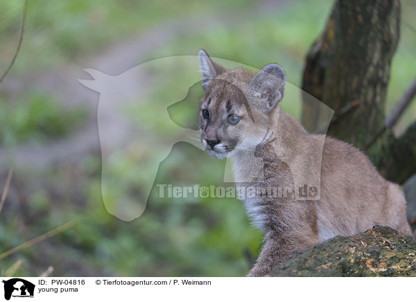 young puma / PW-04816