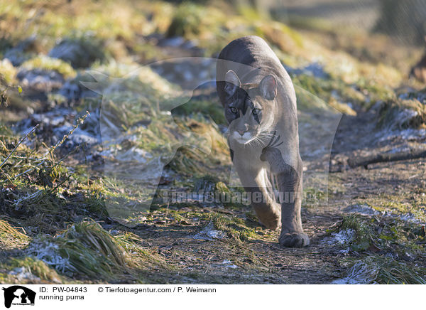 running puma / PW-04843