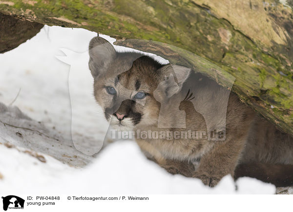 young puma / PW-04848