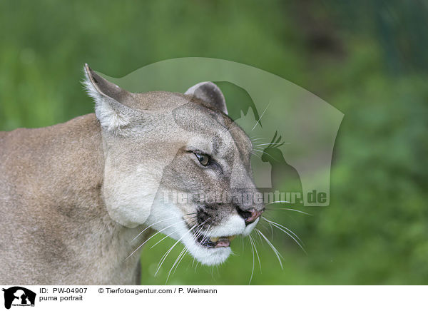 puma portrait / PW-04907