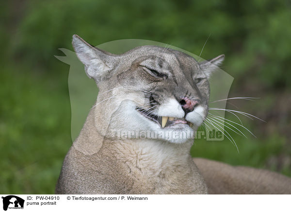 Puma Portrait / puma portrait / PW-04910