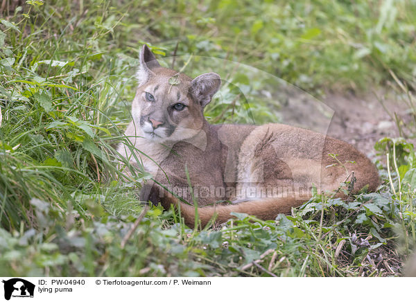 lying puma / PW-04940