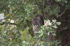 Cougar on the tree