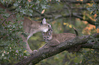 Cougar mother with child
