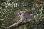 Cougar on the tree