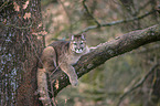 Cougar on the tree