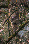 Cougar on the tree