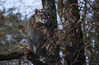 Cougar on the tree
