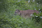 Cougar in the meadow