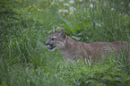 Cougar in the meadow