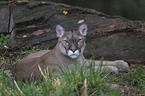 lying puma