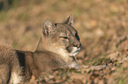 lying puma