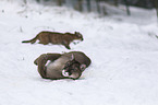 Cougar mother with child