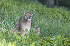 Cougar mother with child