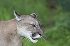 puma portrait