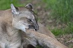 lying puma