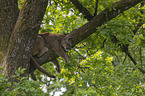 Cougar on the tree