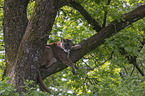 Cougar on the tree