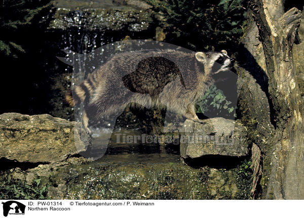 Waschbr / Northern Raccoon / PW-01314
