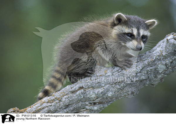 junger Waschbr / young Northern Raccoon / PW-01316