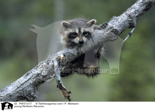 junger Waschbr / young Northern Raccoon / PW-01317