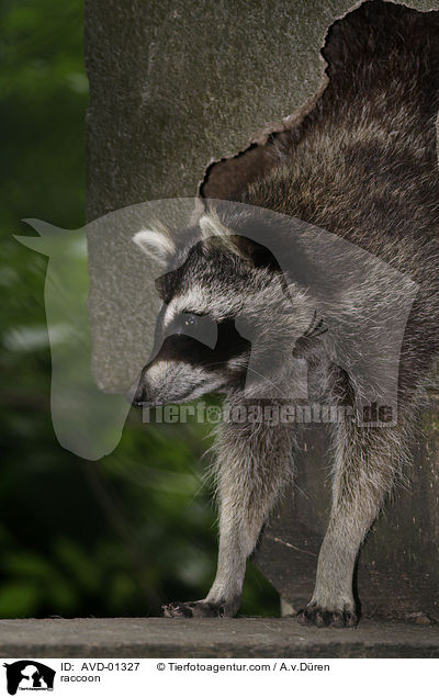 Waschbr / raccoon / AVD-01327