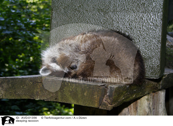schlafender Waschbr / sleeping raccoon / AVD-01356