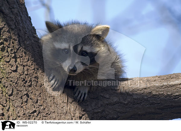Waschb�r / raccoon / WS-02270
