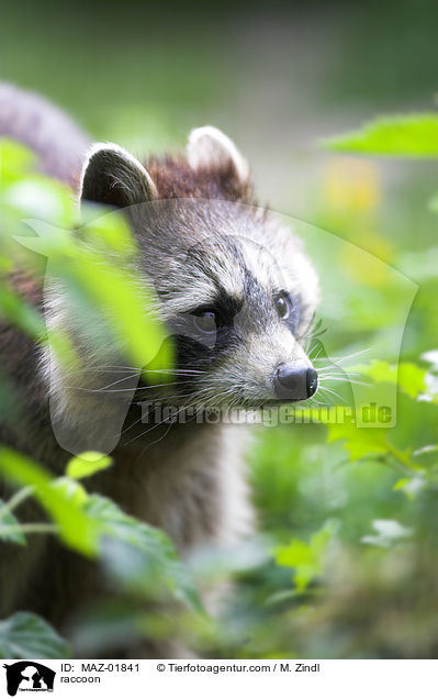 Waschbr / raccoon / MAZ-01841
