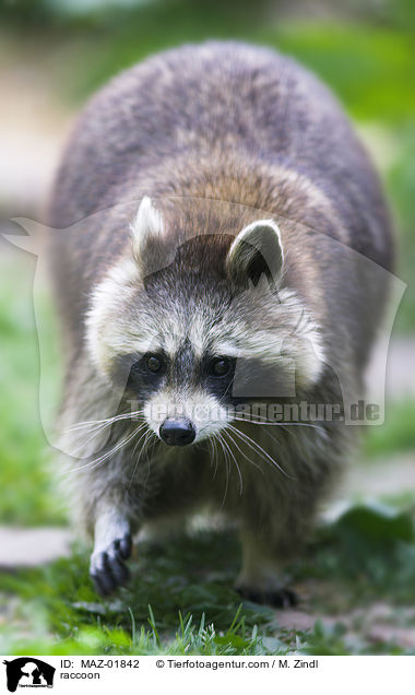 Waschbr / raccoon / MAZ-01842