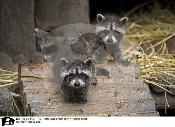Waschbren / northern raccoons / HJ-03443