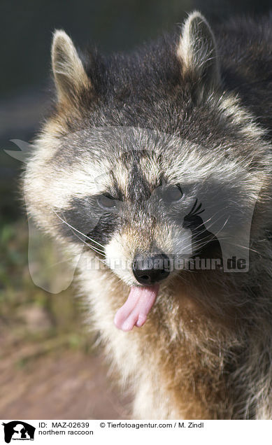 northern raccoon / MAZ-02639