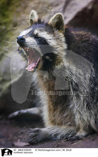 Waschbr / northern raccoon / MAZ-02640