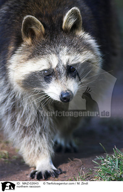 Waschbr / northern raccoon / MAZ-02643