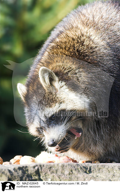 Waschbr / northern raccoon / MAZ-02645