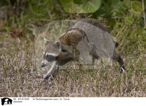 Waschbr / raccoon / AT-01330