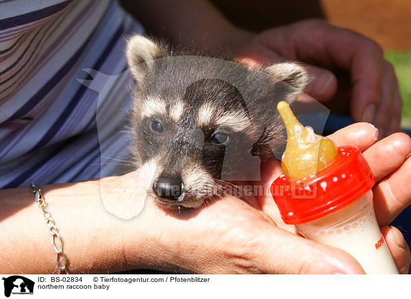 Waschbrbaby / northern raccoon baby / BS-02834