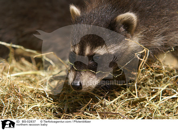 Waschbrbaby / northern raccoon baby / BS-02837